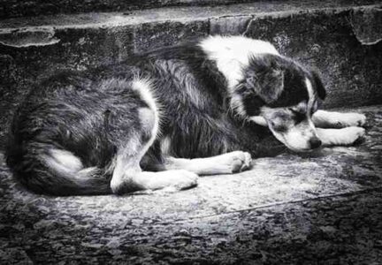 Napalm the Dog Image